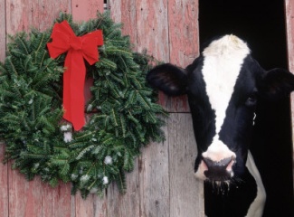 [http://www.cok.net/wp-content/uploads/oldfiles/resize/imce/cow-holidaywreath-325x240.jpg]